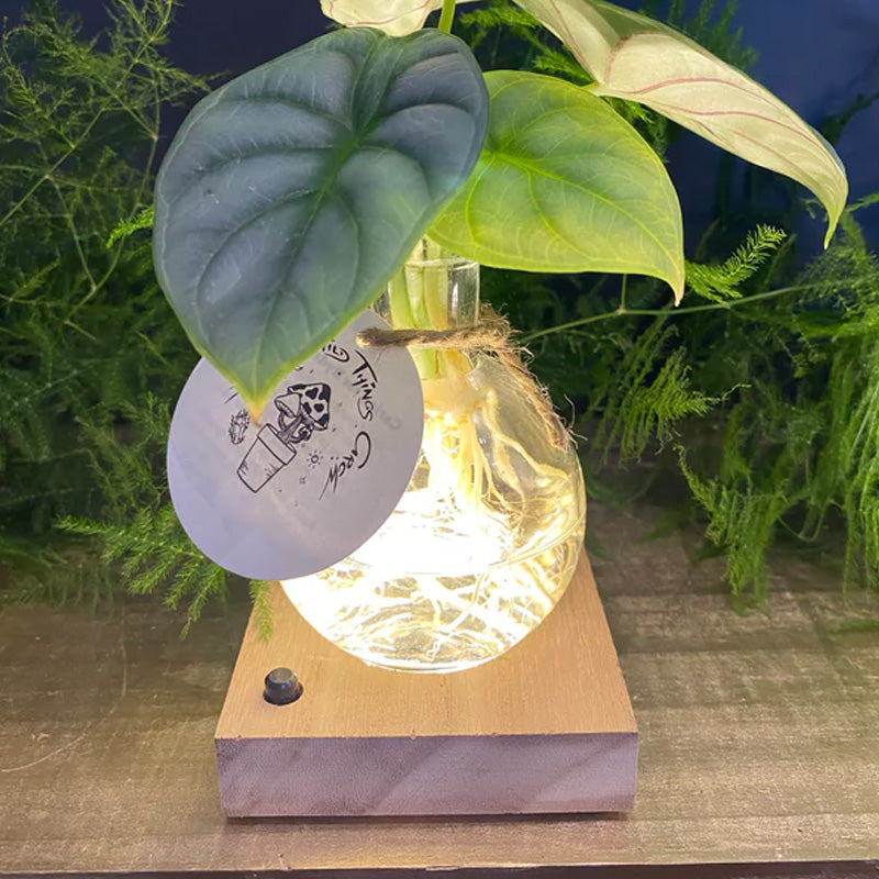 Vase hydroponique à LED (L'ensemble comprend 1 base LED + 1 vase)