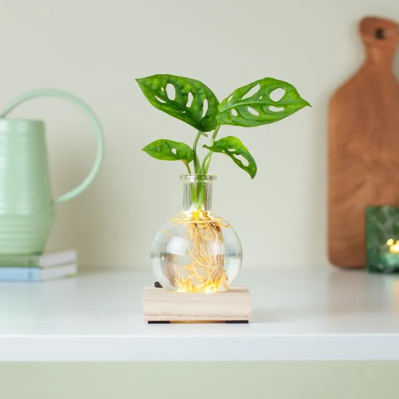 Vase hydroponique à LED (L'ensemble comprend 1 base LED + 1 vase)